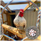 Generic Serama Micro Chicken Hatching Eggs, Traditional A/B Class, 12+ Count, Mixed Color
