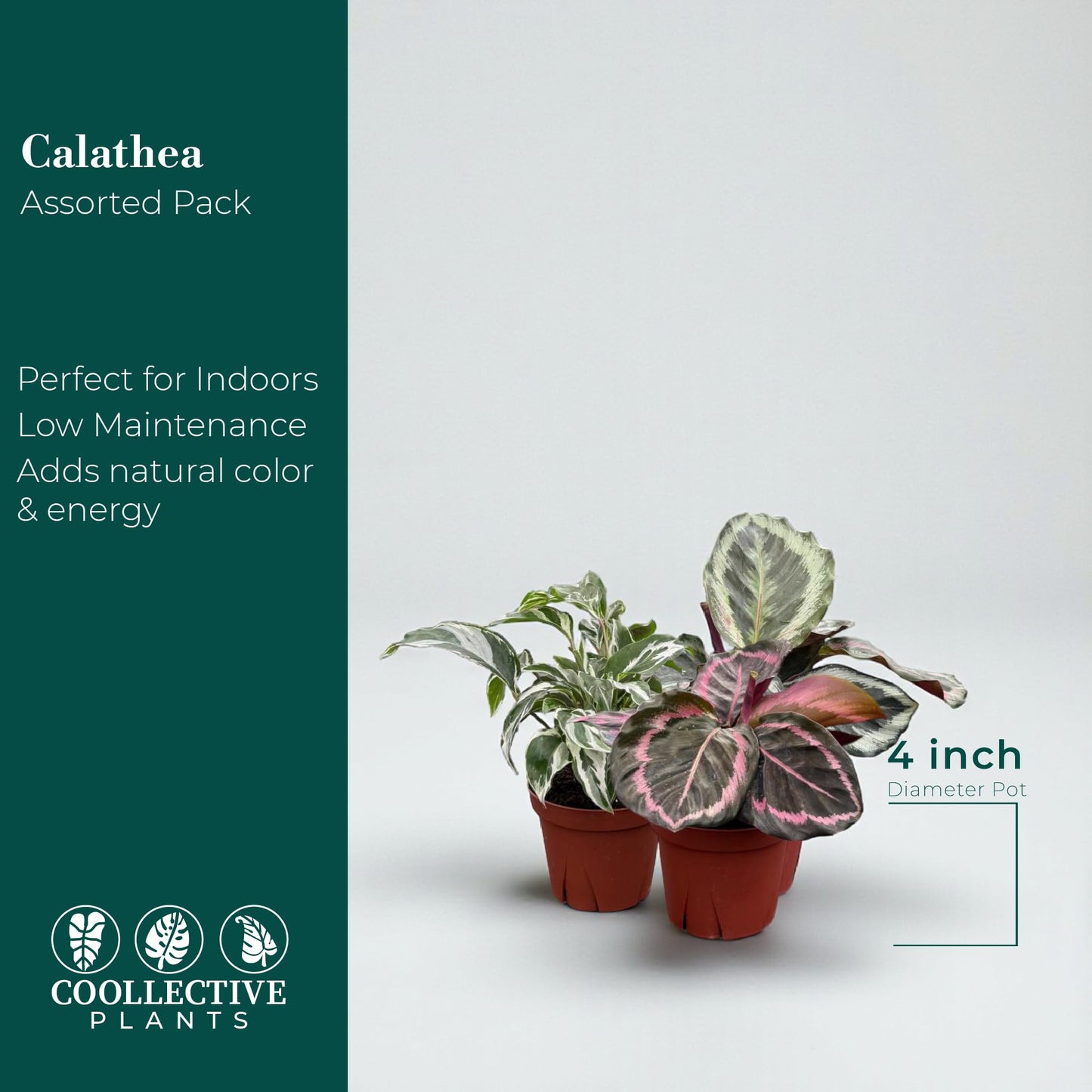 CoollectivePlants Calathea Assorted - Live Calathea Plants in 4 Growers Pots (6 Pack)
