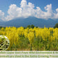 ULTHMOK Mullein Leaf Tea Bags, 100% Pure, Caffeine-Free, 50 Count, No Flavoring or Additives
