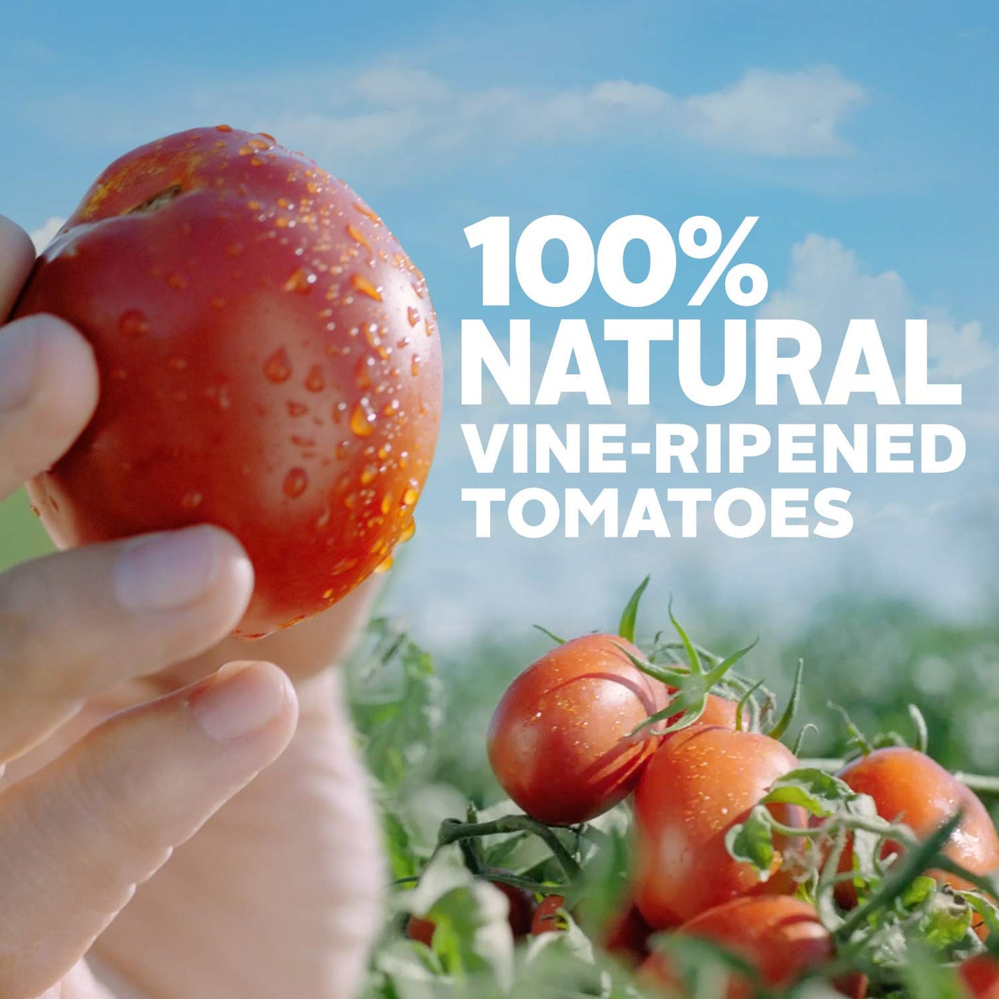 Hunt'S Tomato Sauce No Salt Added, 15 Oz