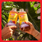 Bragg Organic Apple Cider Vinegar Beverage, Concord Hibiscus, 16 Fl Oz (Pack of 2)