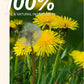 TeeLux Dandelion Leaf & Root Tea Bags, Caffeine Free Herbal Tea, 100 Count