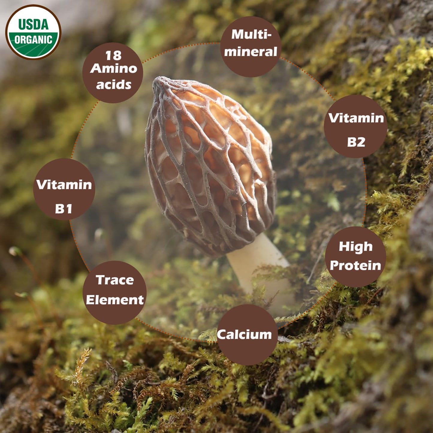 Vigorous Mountains Organic Dried Morel Mushrooms For Cooking, Intact Shapes, Short Stems With Rich Aroma Premium Dry Morels 1.5
