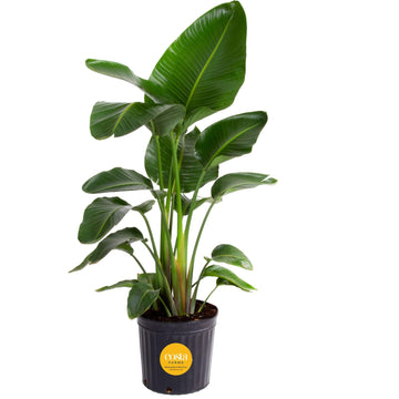 Costa Farms White Bird of Paradise Live Plant in Plastic Pot, Large Indoor Houseplant, Perfect for Home, Room, or Office Decor, 