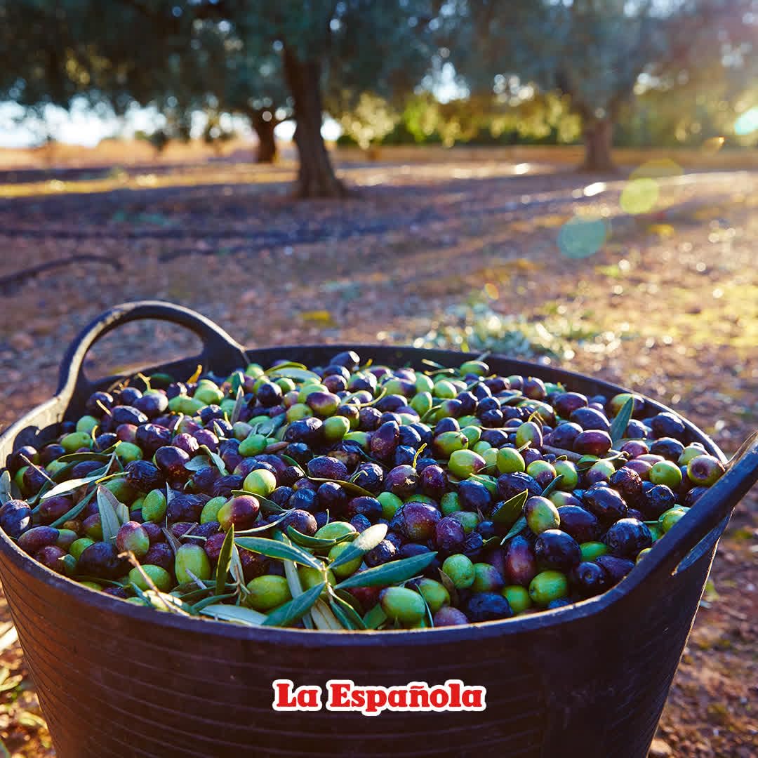 La Española First Cold Pressed Extra Virgin Olive Oil, 24 Fl Oz, Olive Color, Model 10708