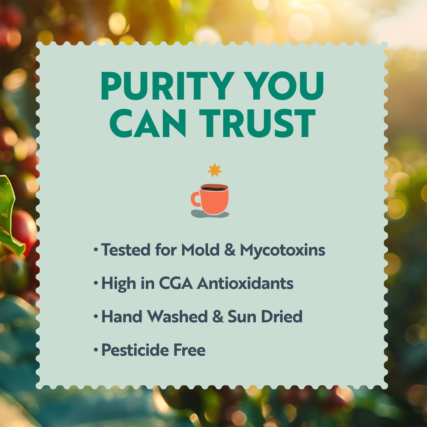 Clean Coffee Co. - Low Acid Medium-Dark Roast, Tested For Molds And Toxins, Papua New Guinea Blend, Notes Of Milk Chocolate And