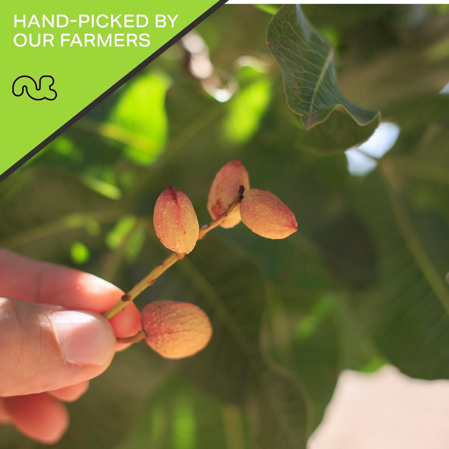Nut Cravings - Freshly Roasted & Salted California Pistachios (16Oz - 1 Lb) Packed Fresh In Resealable Bag - Nut Snack - Healthy