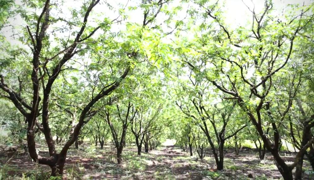 Happy Panda Seedless Tamarind Paste 14 Ounce Package (Imli | Me Chua | Tamarindo)