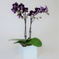 Athenas Garden Live Orchid Plant, Purple, Double Spike Phalaenopsis Blooming in Glass Container, Long Lasting, Easy Care, Model