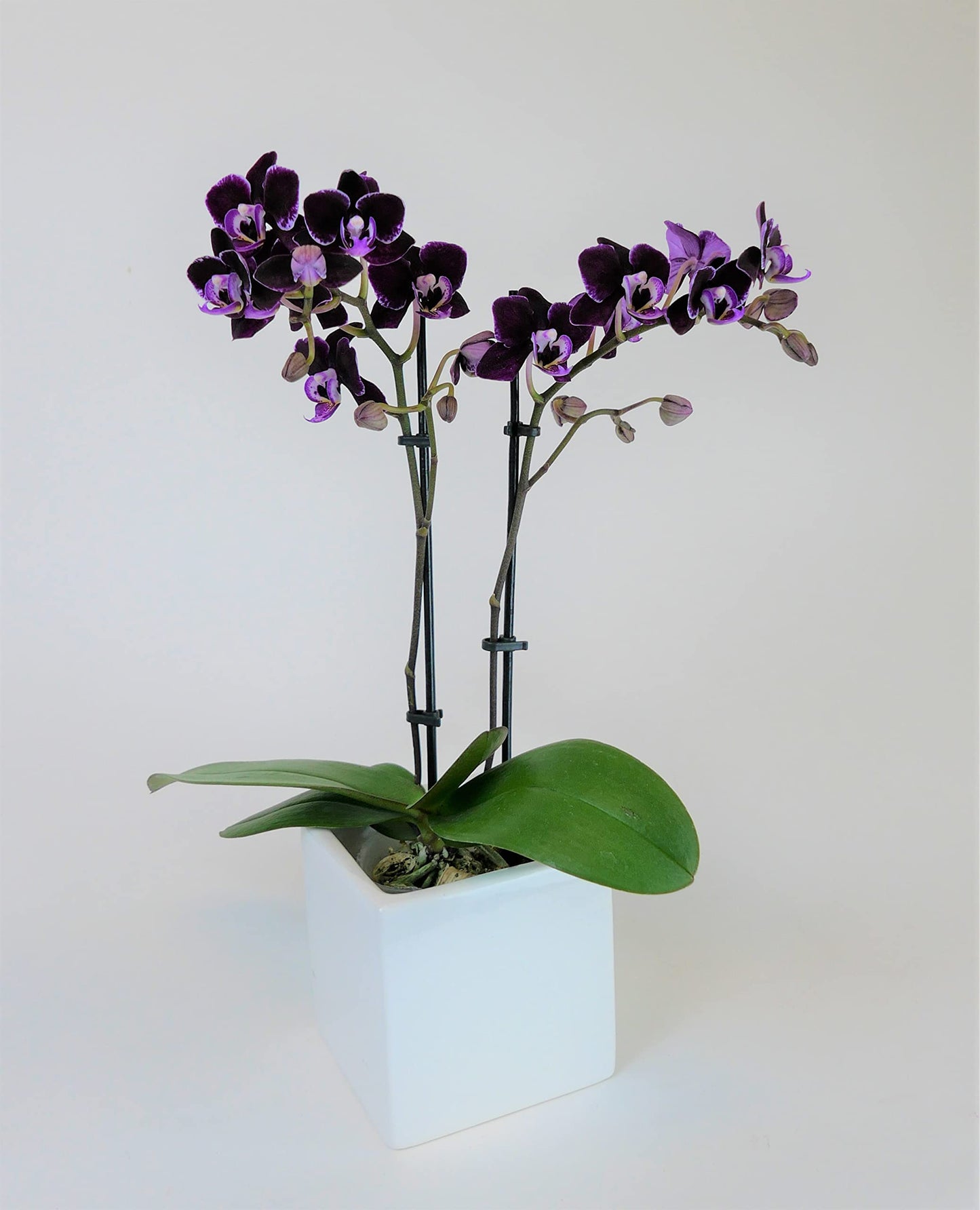 Athenas Garden Live Orchid Plant, Purple, Double Spike Phalaenopsis Blooming in Glass Container, Long Lasting, Easy Care, Model