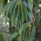FITNCLEAN VANILLA Organic Vanilla Beans Grade A, 8oz Bulk NON-GMO spirit-inspired flavor Pods for Cooking and Baking