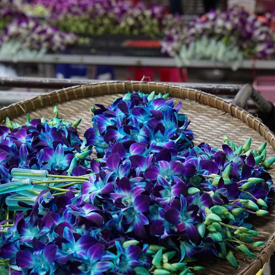 Sunne Tropical Orchidclub Usa Fresh Cut Flowers Dendrobium Orchids (10 Stems Blue)