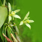 Live Vanilla Bean Orchid Starter Plant - Vanilla planifolia (Unable to Ship to: AZ, HI, OR, PR)