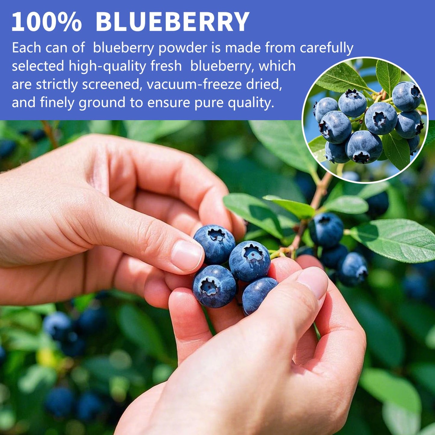 Blueberry Powder, 6.7Oz Freeze Dried Blueberry Pow Der, Freeze Dried Fruit Powder, No Sugar & Additives, Great For Oatmeal, Cere