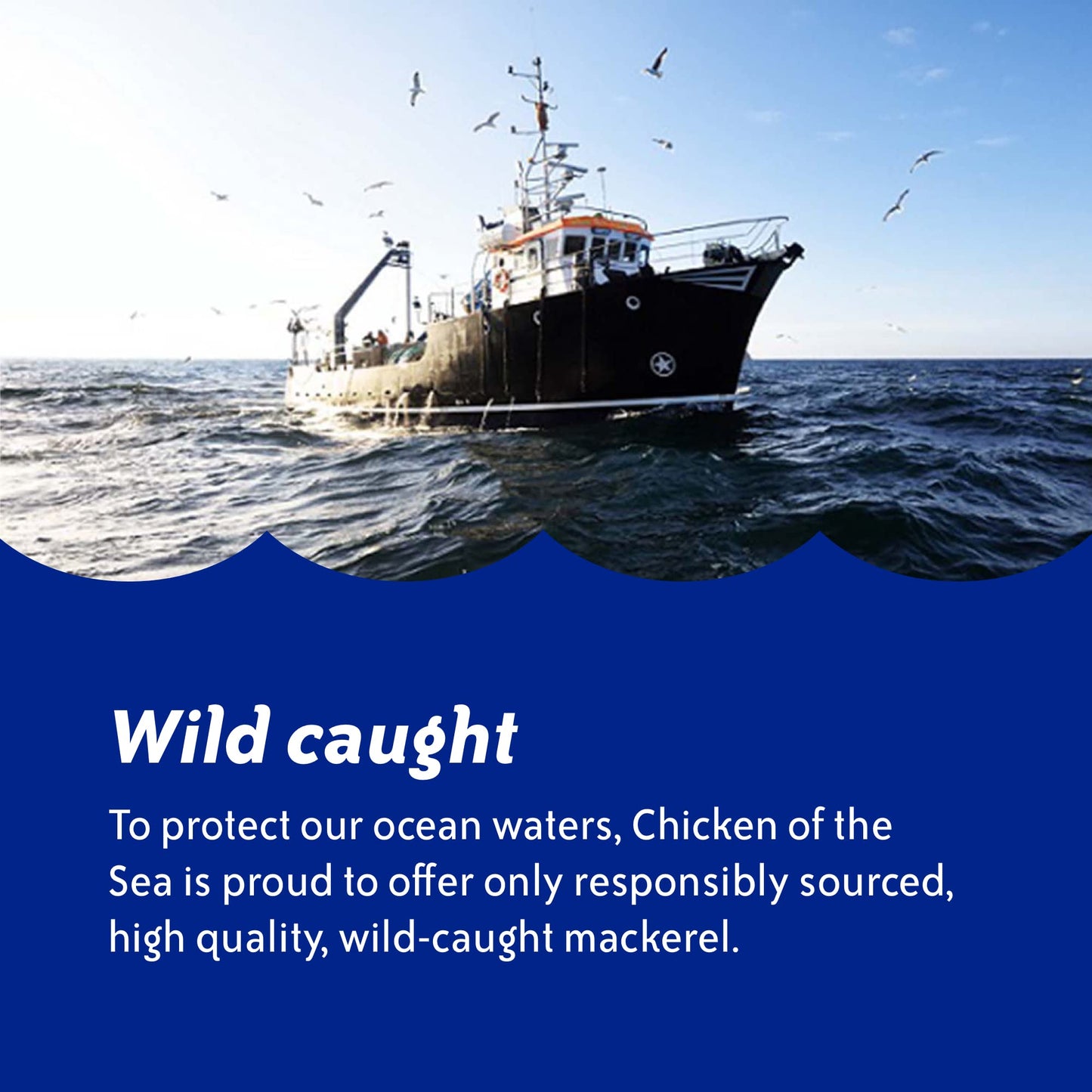 Chicken of the Sea Jack Mackerel in Brine  15 oz. Cans (Pack of 12)  Nutrient Rich  Wild Caught Canned Mackerel