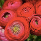 French Peony Mixed Ranunculus - 12 Largest Size Corms