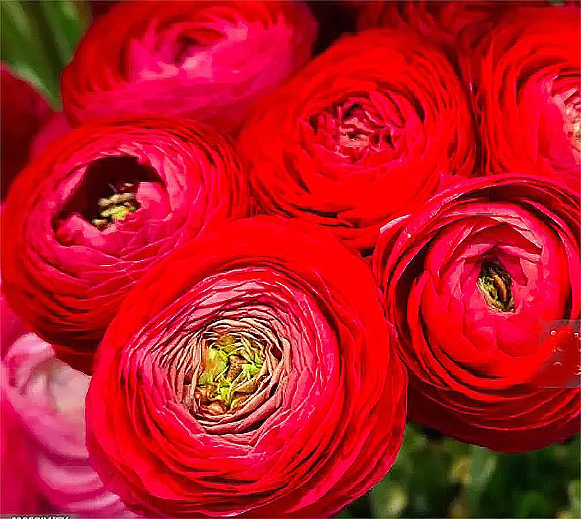 French Peony Mixed Ranunculus - 12 Largest Size Corms