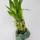 Elephant Round Vase With 10 Stalks 6'' Lucky Bamboo