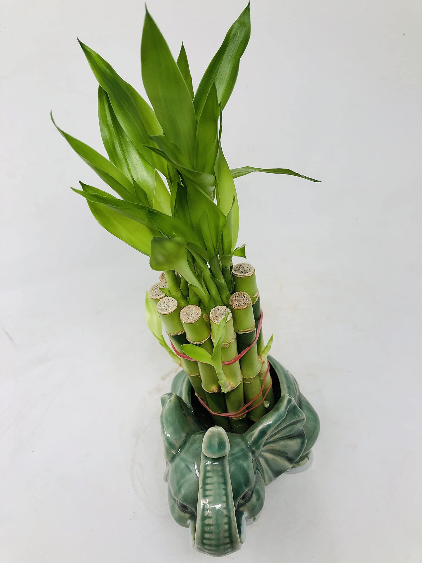 Elephant Round Vase With 10 Stalks 6'' Lucky Bamboo