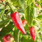 Frontier Co-Op Organic Chili Powder Seasoning, 1 Pound, Mild To Moderatly Spicy, Sweet, Tangy, Zesty, Kosher, Salt Free