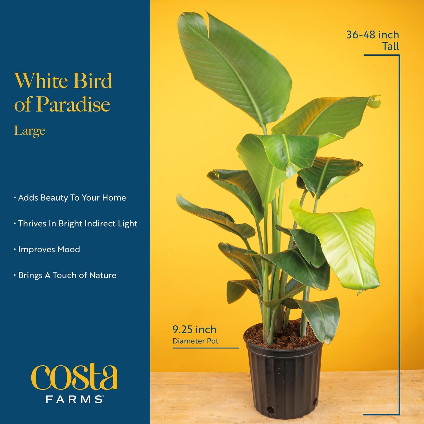 Costa Farms White Bird of Paradise Plant (2-Pack), Live Indoor Plants Houseplants in Indoors Planter Pots, Soil, Housewarming Gi