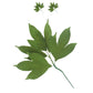 Global Sugar Art Peony Leaf Spray Sugar Cake Flowers, Green, 2 Count By Chef Alan Tetreault