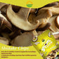 Terraland Shiitake Chips - Original, Crispy & Crunch Mushroom Ready To Eat Snack, Non Gmo, Rich Umami Flavor, Topping For Salads