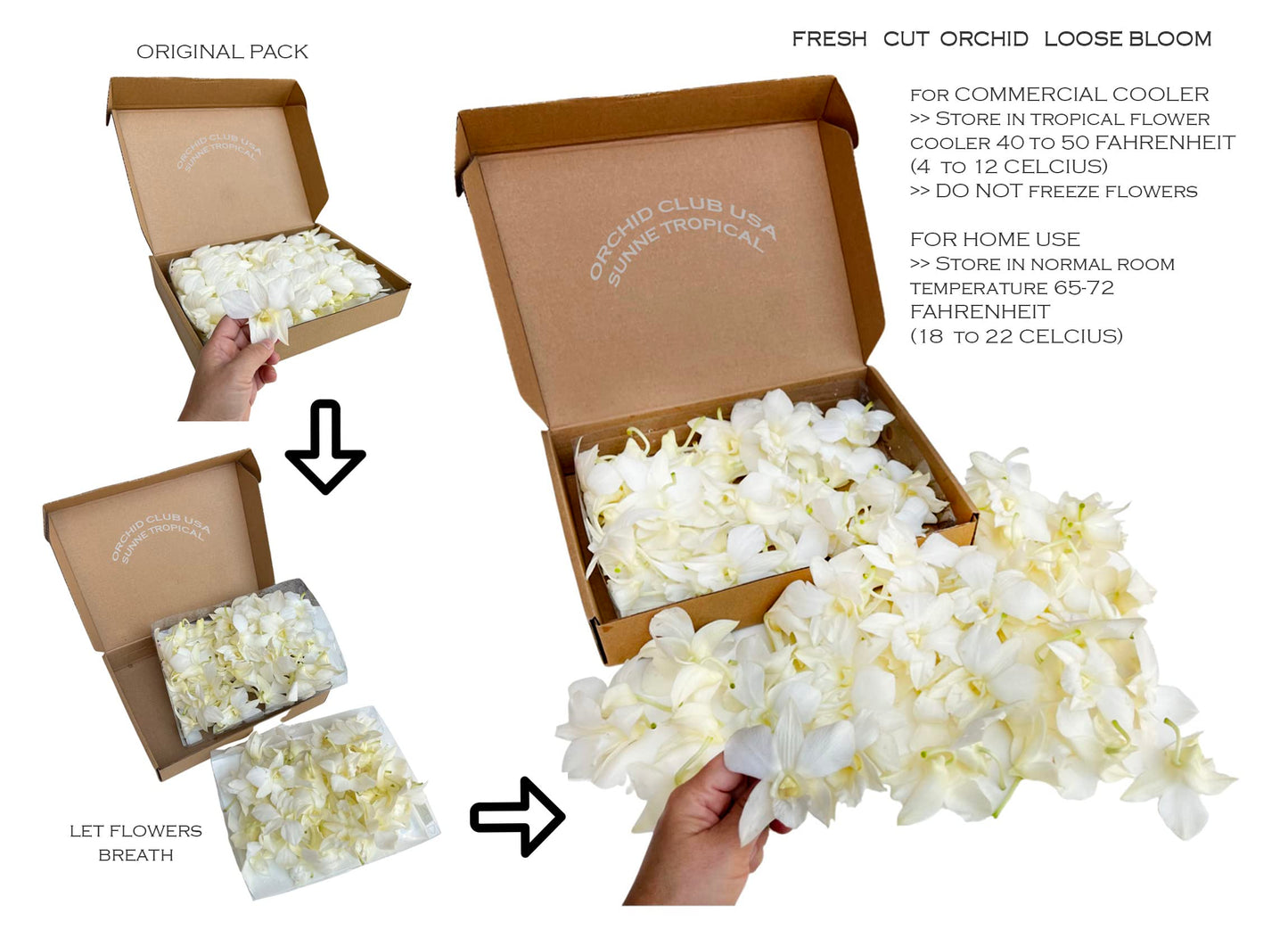 Miami Fresh Orchid Loose Bloom Perishable Flowers Orchidclub Usa Sunne Tropical Diy Lei, Food & Drink Decoration (100 White)