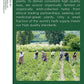 Organic Raspberry Leaf Tea 16 Bags, Traditional Medicinals Teas(2 Pack)