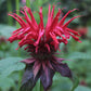 Wild Bergamot Petals - Pure, Dried, Natural Scarlet Beebalm Petals (Monarda Didyma) - Net Weight: 0.1Oz/3G - Edible, Extremely R