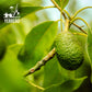 YERBERO Dried Avocado Leaf - Aromatic, Strong Smell, 2 oz (56g), 100% All Natural, Non-GMO, Gluten-Free
