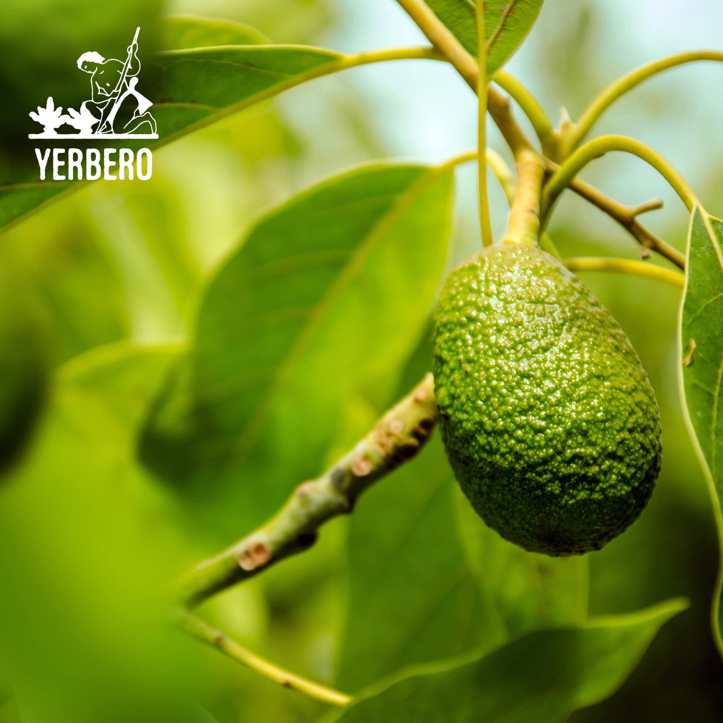 YERBERO Dried Avocado Leaf - Aromatic, Strong Smell, 2 oz (56g), 100% All Natural, Non-GMO, Gluten-Free