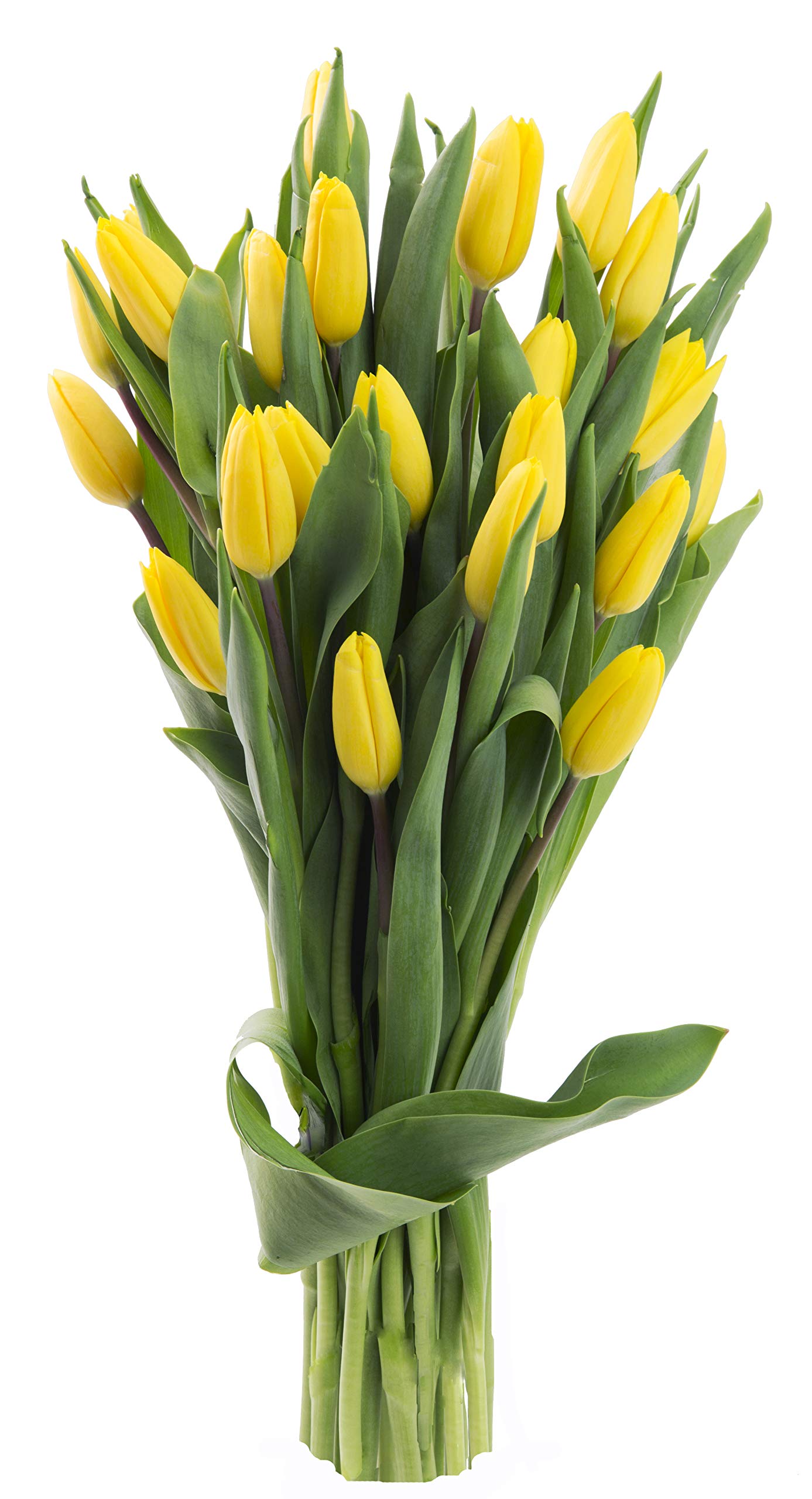 Blooms2Door Yellow Tulips - 20 Farm-Fresh Flowers - Fall Collection - Model KBDF1230-V999-A999