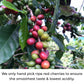 Kilo Coffee - 1 Kilogram Adaptogenic Mushroom Coffee. Whole Fruiting Body: Lions Mane, Chaga, Reishi, Cordyceps. Single Origin f