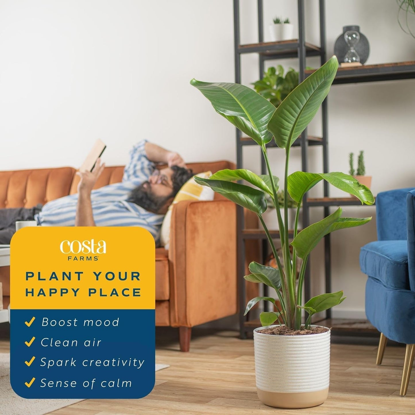 Costa Farms White Bird of Paradise Plant (2-Pack), Live Indoor Plants Houseplants in Indoors Planter Pots, Soil, Housewarming Gi