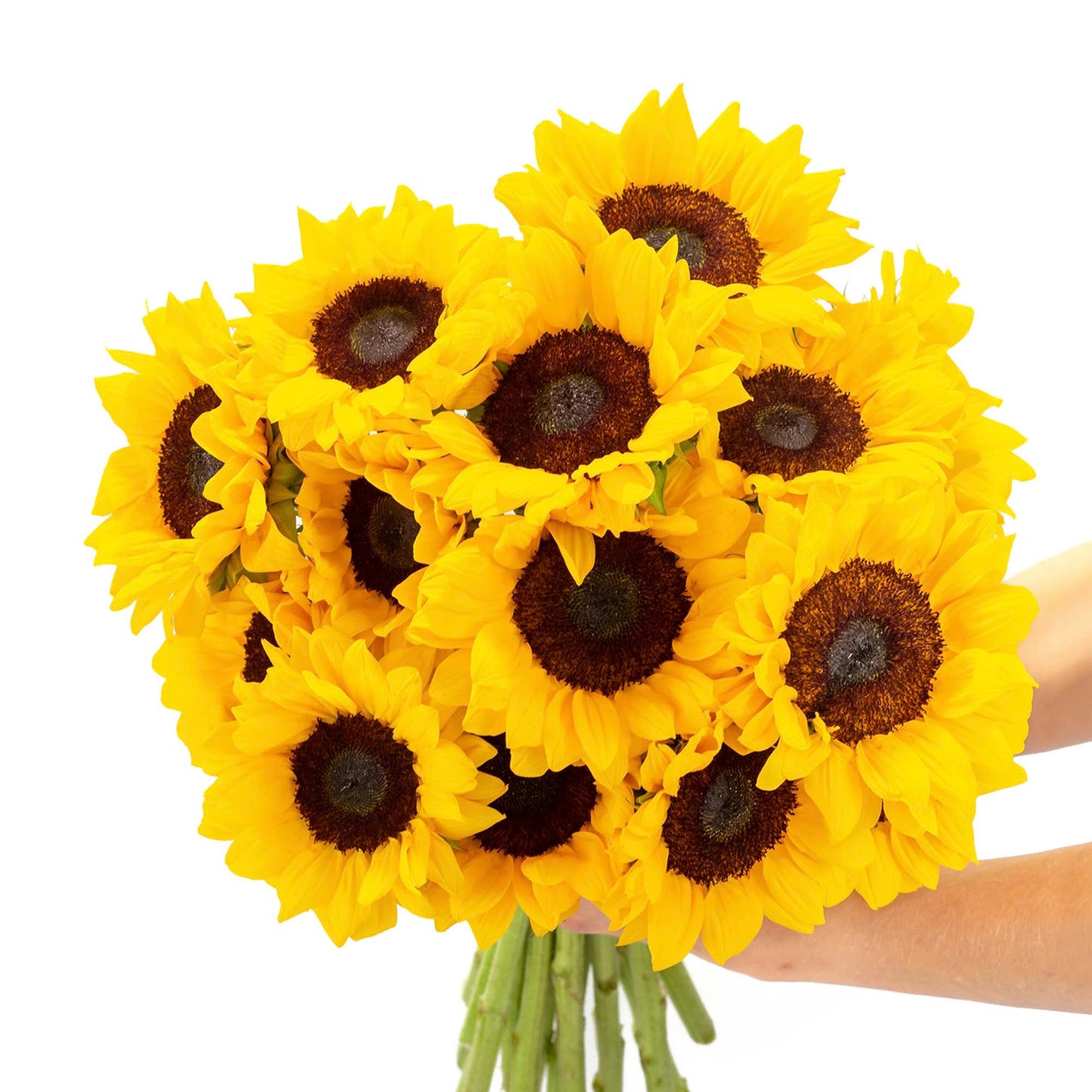 BloomsyBox : Farm-Fresh Sunflowers-Best | 15 Stems, Yellow Design, Care Card, Flower Food, Lush Greenery, Flower Delivery, Birth