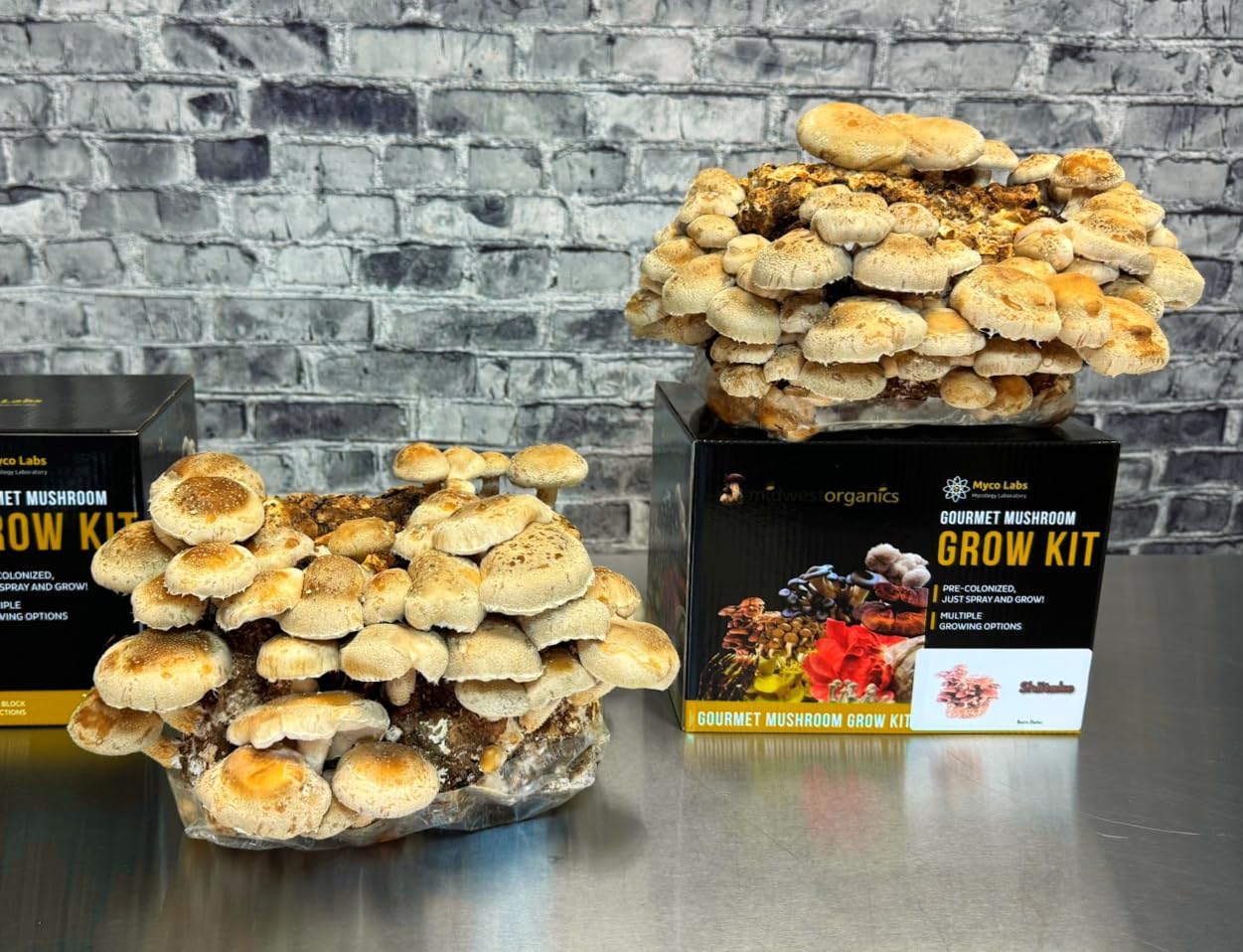 Shiitake Mushroom Grow Kit (5.5lbs) Grow Your Own Mushrooms at Home | Easy Indoor Grow Bag Kit