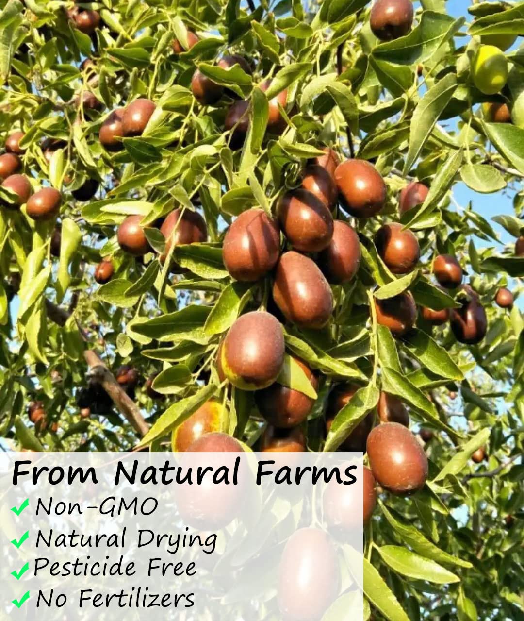 Premium Jujube Red Dates 3Lb/1359G,Selected Dried Fruit,Big & Delicious,100% Natural ??