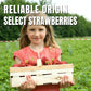 Ternio Freeze Dried Strawberry Powder - 100% Natural Snack - 3.52oz / 100g