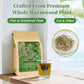 FullChea Wormwood Tea Bags - Bitter Herbal Tea - Non-GMO, Caffeine-Free - 40 Count