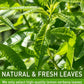 Olvvla Premium Lemon Verbena Tea Bags - Caffeine-Free, Non-GMO - 30 Count