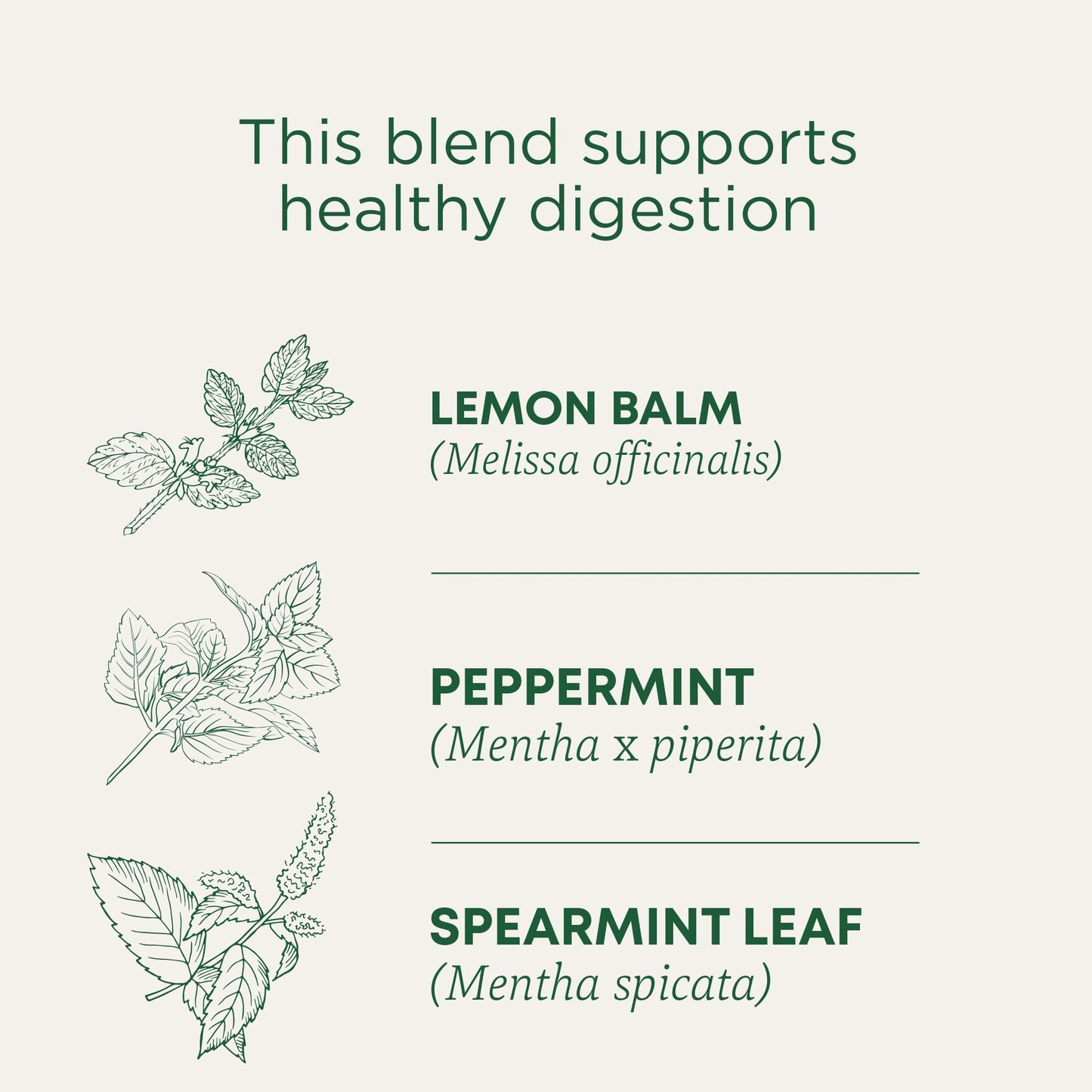 Traditional Medicinals Organic Peppermint Delight Tea, Probiotic, Pack of 6, 96 Tea Bags