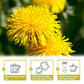TEARELAE Dandelion Root Tea Bags - Caffeine Free Herbal Tea - 2.5g x 50 Count - Mellow Flavor, Boosts Immunity & Cleanse