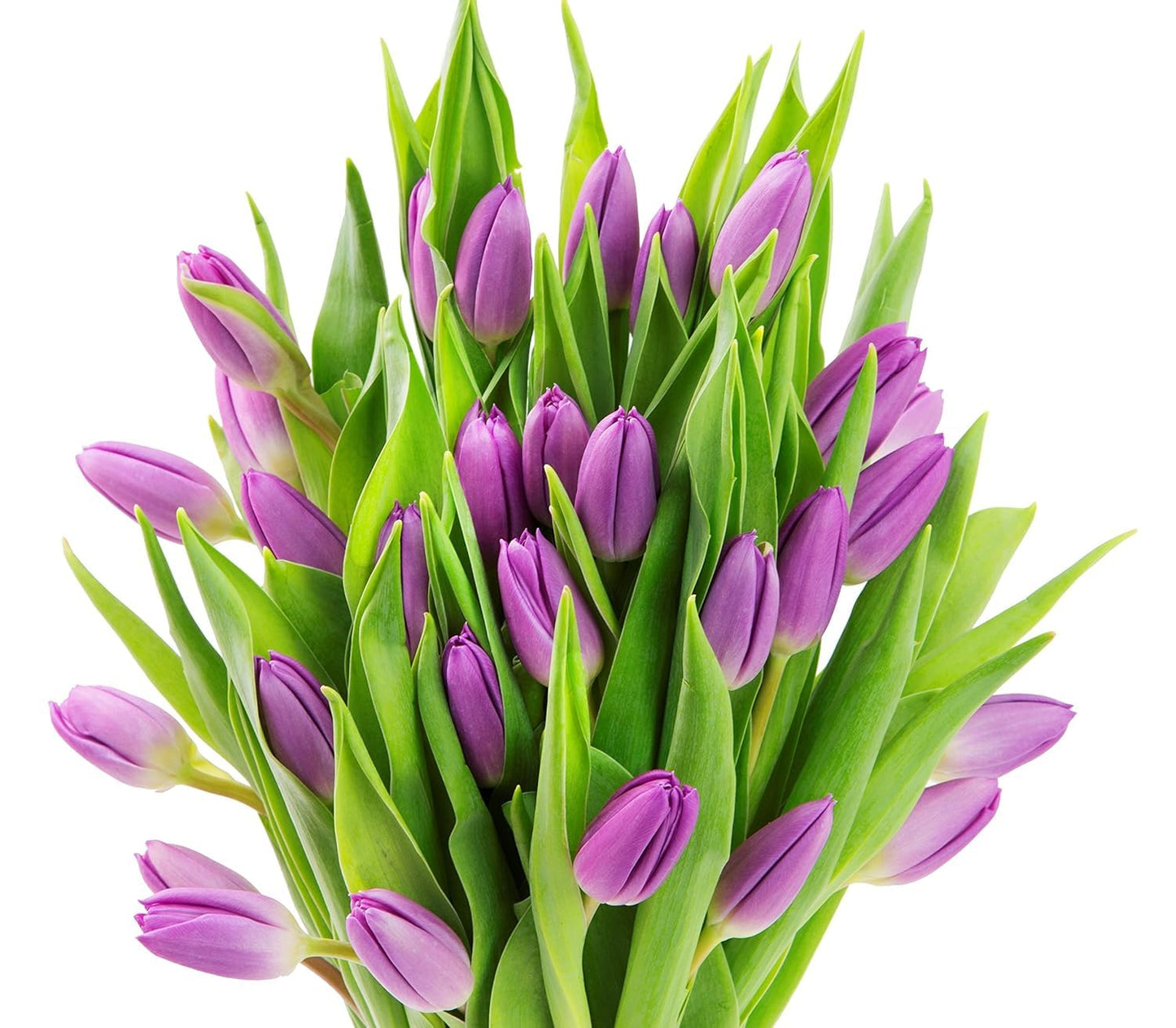 Kabloom Flowers -Valentine'S Day Collection - 20 Purple Tulips With Vase, Gift For Birthday, Sympathy, Anniversary, Get Well, Th