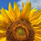 100% Natural Dried German Sunflower Petals - Perfect Addition To Salads, Snacks Or Smoothie Bowls. Natural Sunflower Petals For