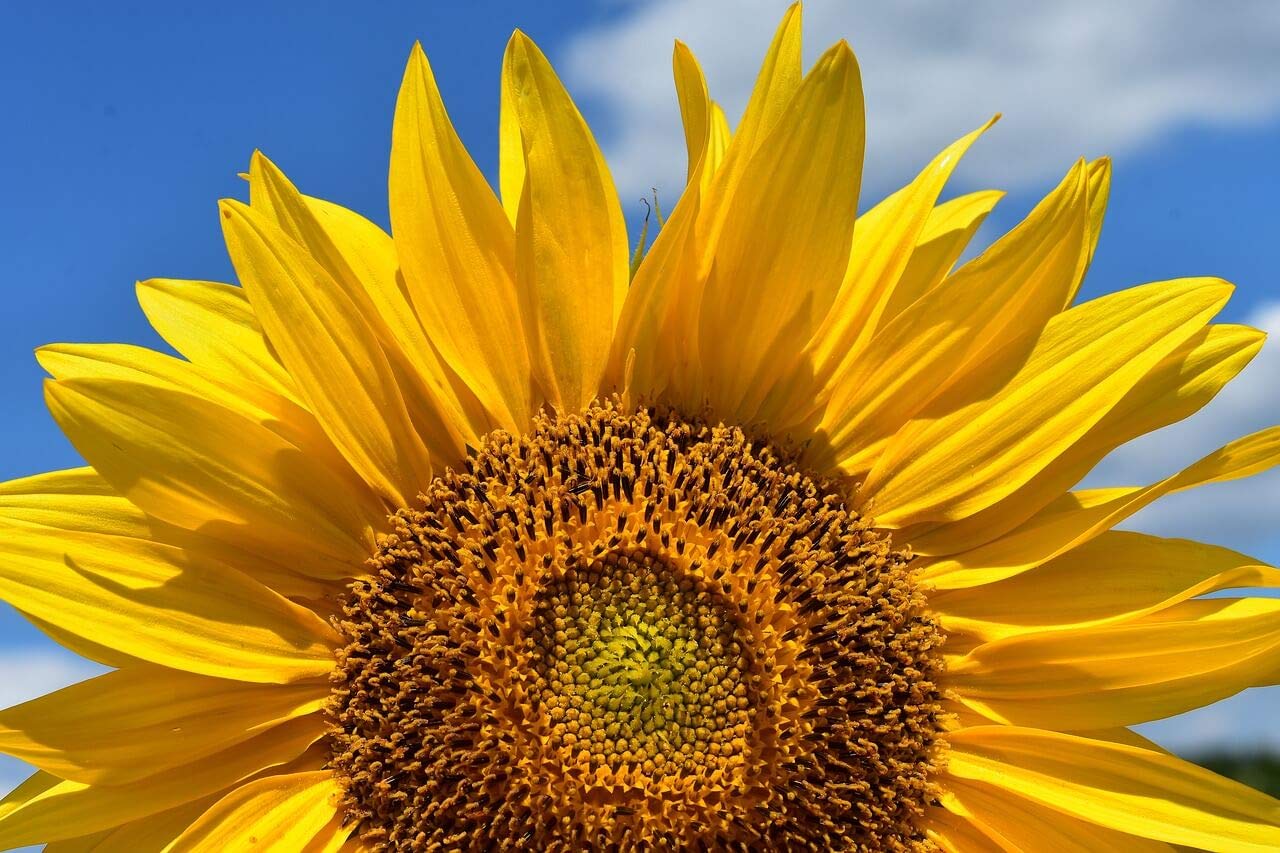 100% Natural Dried German Sunflower Petals - Perfect Addition To Salads, Snacks Or Smoothie Bowls. Natural Sunflower Petals For