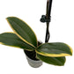 Chia E Yenlin Phalaenopsis 'Variegata' Orchid - Variegated Leaves - 3.5'' Pot