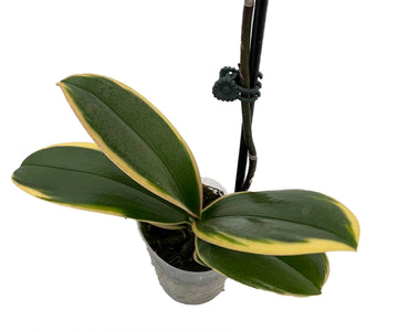 Chia E Yenlin Phalaenopsis 'Variegata' Orchid - Variegated Leaves - 3.5'' Pot
