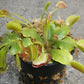 3 Small Venus Flytraps - Fly Trap - (Dionaea Muscipula) Carnivorous Plant 3 Inch Pot