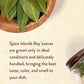 Spice Islands Organic Bay Leaves, .14 Ounce